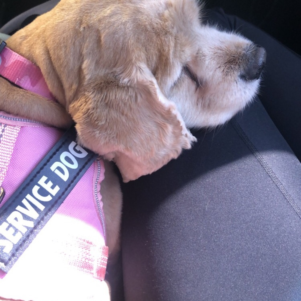 Meet your Posher, Shelby